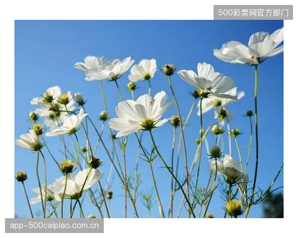 潘托哈凭借其极具侵略性的柔术，在蝇量级稳固地掌握着冠军腰带。